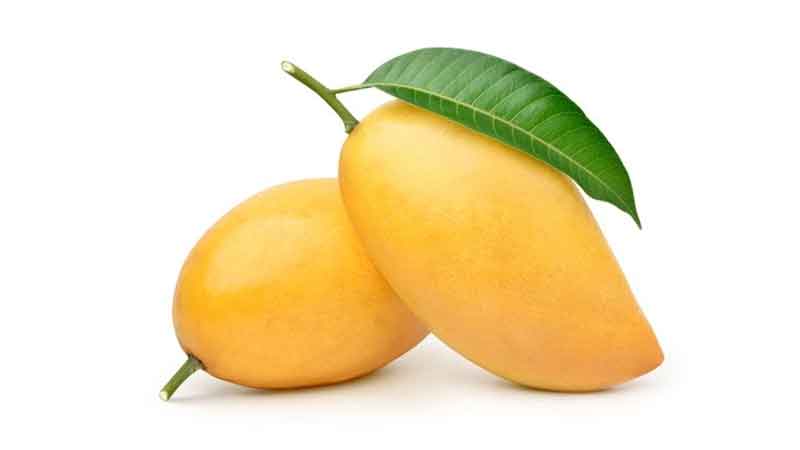 Learn the wonders of 300 species of mangoes