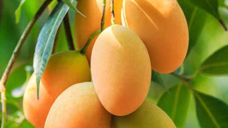 Mango leaves are very beneficial for stones to stomach