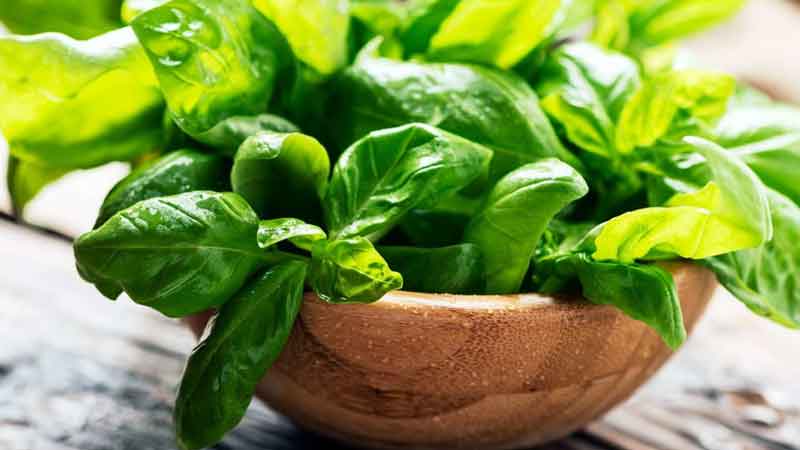 Basil water is very beneficial for the body you will get tremendous benefits